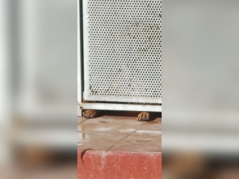 Bastar gibt sich auf!