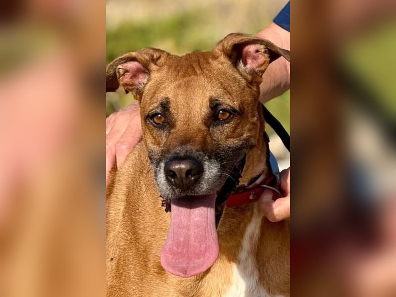 Bastar gibt sich auf!