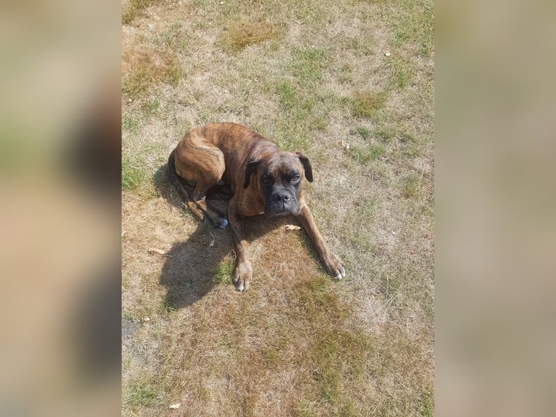 Boxer Deckrüde