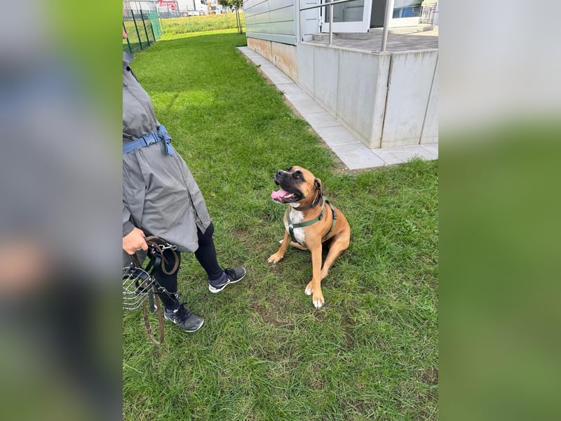 ARES - aktiver, verschmuster Rüde sucht erfahrenes Zuhause