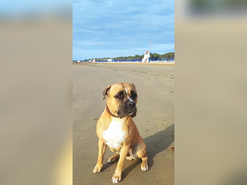 ARES - aktiver, verschmuster Rüde sucht erfahrenes Zuhause