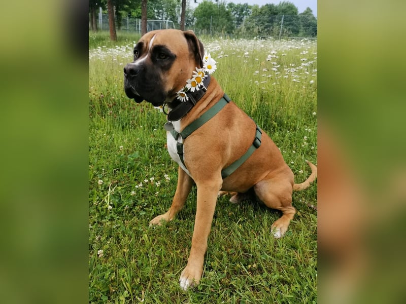 ARES - aktiver, verschmuster Rüde sucht erfahrenes Zuhause