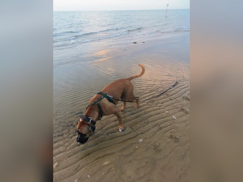 ARES - aktiver, verschmuster Rüde sucht erfahrenes Zuhause