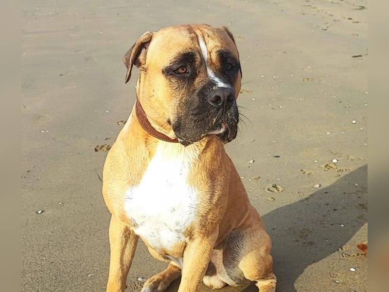 ARES - aktiver, verschmuster Rüde sucht erfahrenes Zuhause