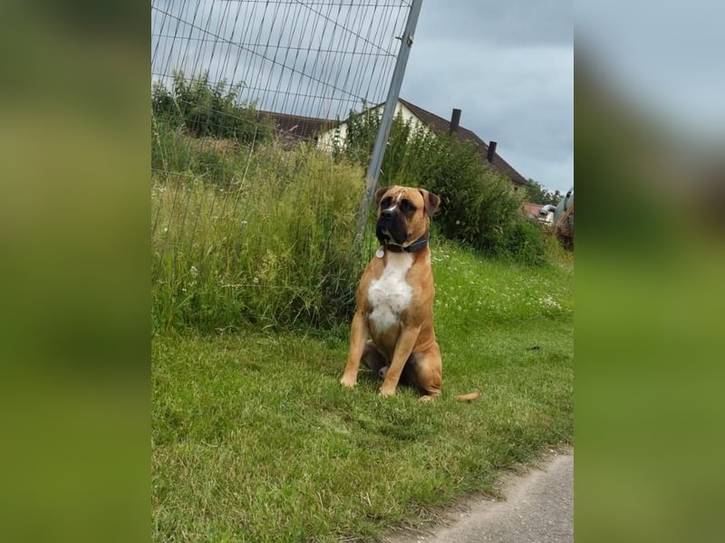 ARES - aktiver, verschmuster Rüde sucht erfahrenes Zuhause