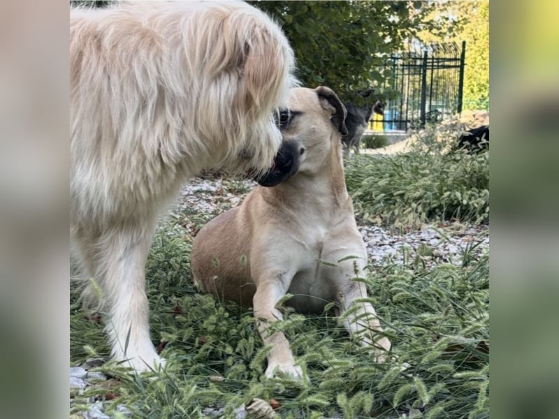 Murphy ein besonders lieber Engel