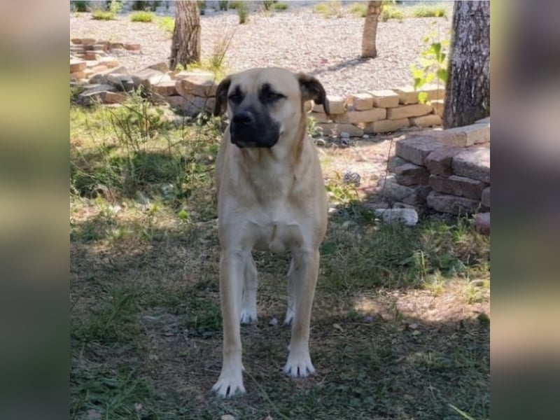 Murphy ein besonders lieber Engel