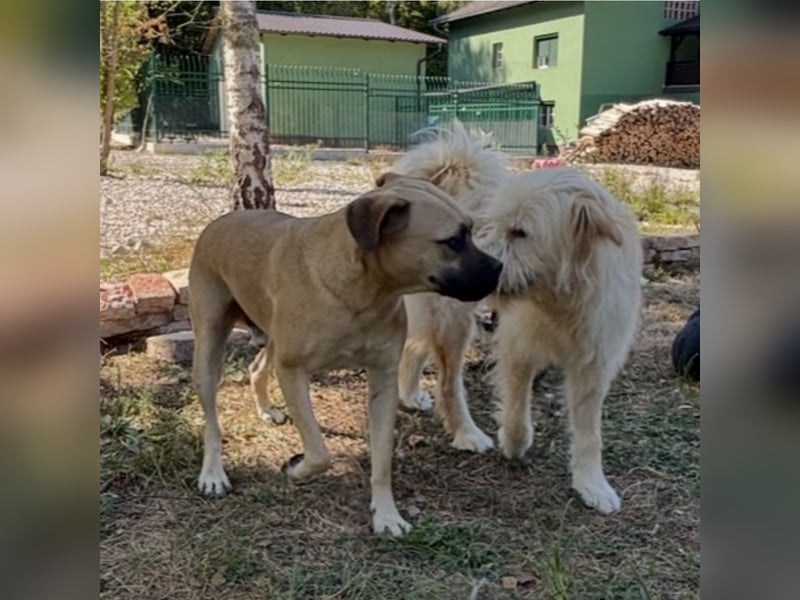 Murphy ein besonders lieber Engel