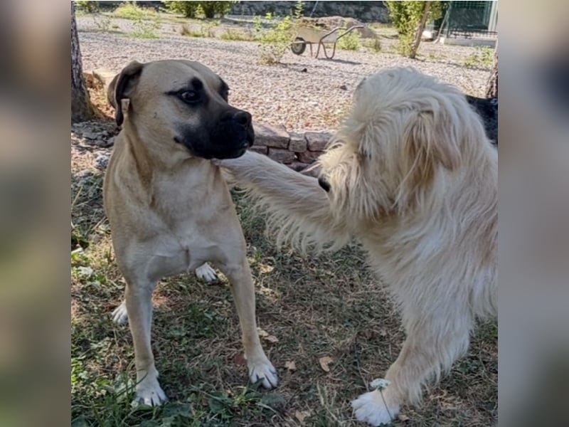 Murphy ein besonders lieber Engel