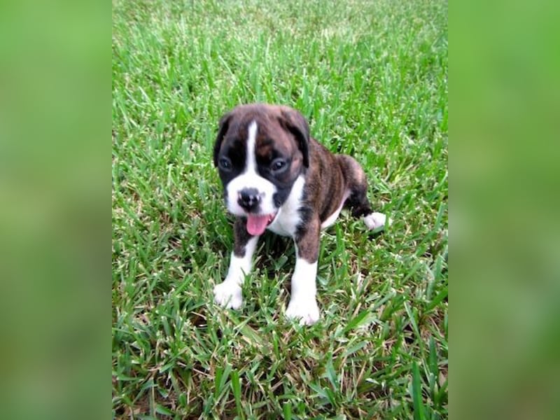 Boxer welpen Hündin – geimpft, entwurmt, gechipt, mit EU-Heimtierausweis