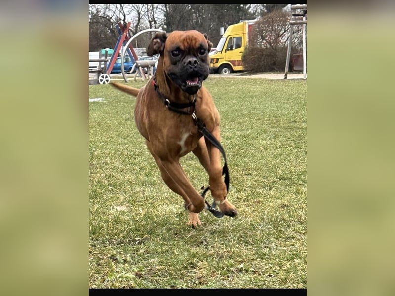 Boxer reinrassig deckrüde