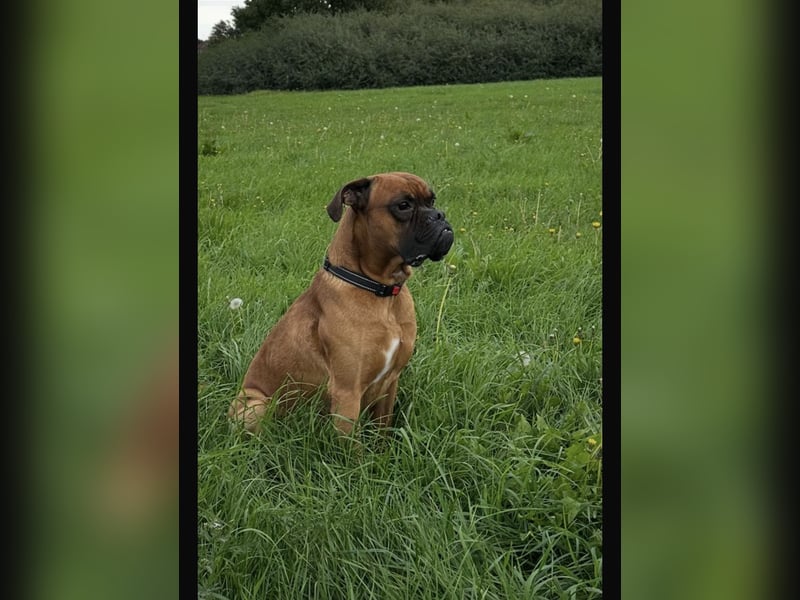 Boxer reinrassig deckrüde