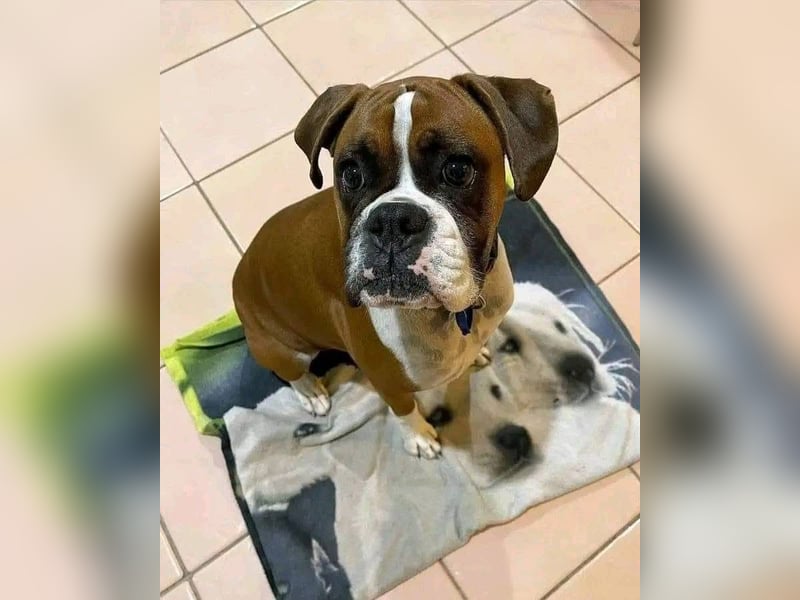 Boxer  Hündin – geimpft, entwurmt, gechipt, mit EU-Heimtierausweis