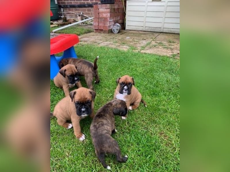 Boxer  Hündin – geimpft, entwurmt, gechipt, mit EU-Heimtierausweis
