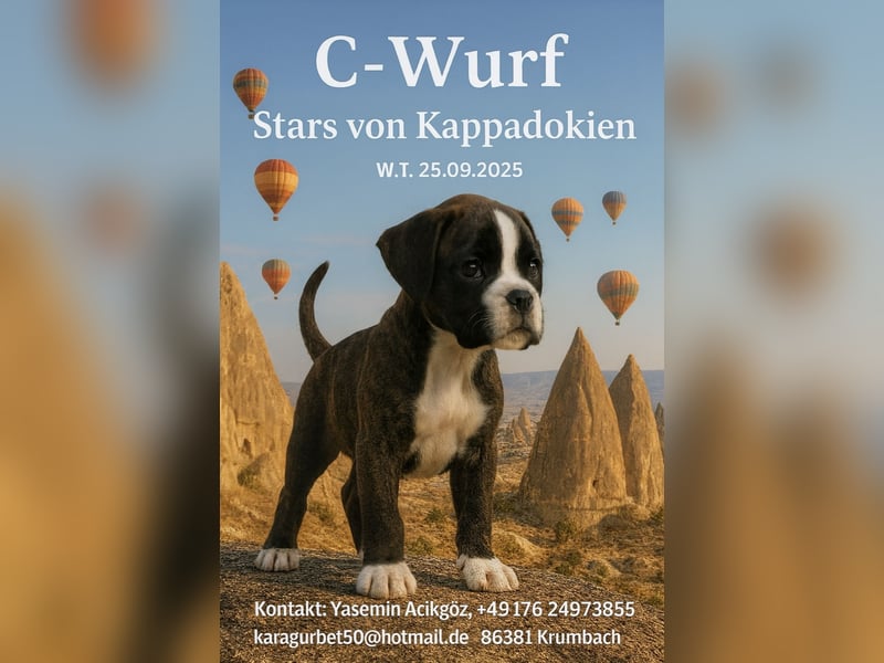 Cilli ( Hündin ) sucht noch ihre passende Familie