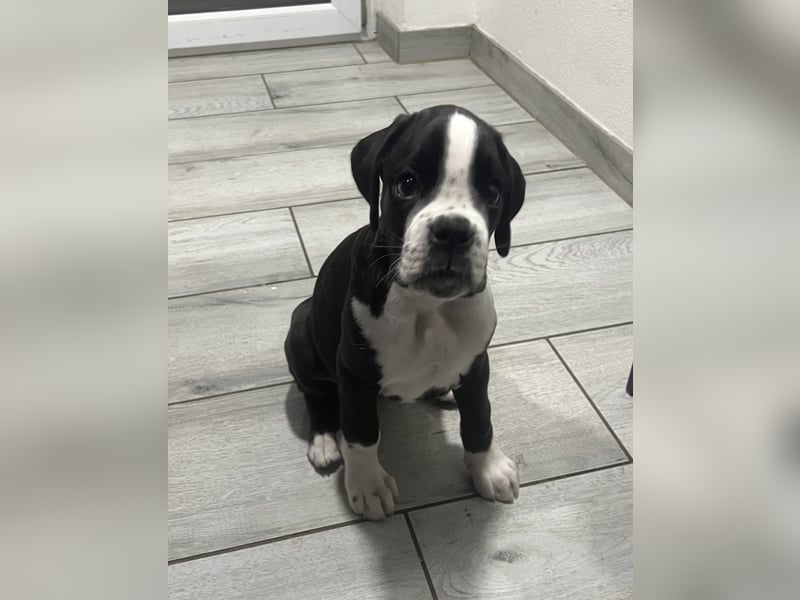 Cilli ( Hündin ) sucht noch ihre passende Familie