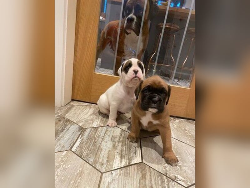 Boxer  Hündin – geimpft, entwurmt, gechipt, mit EU-Heimtierausweis