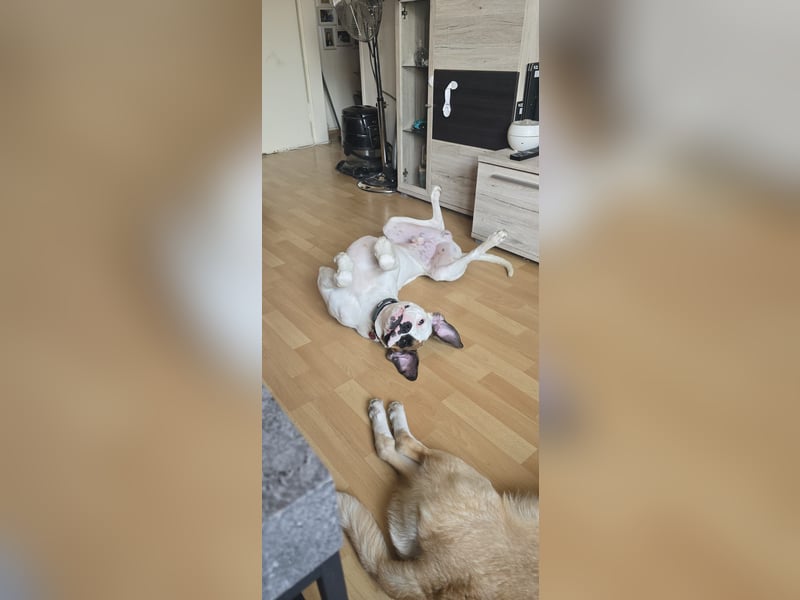 Boxer Rüde
