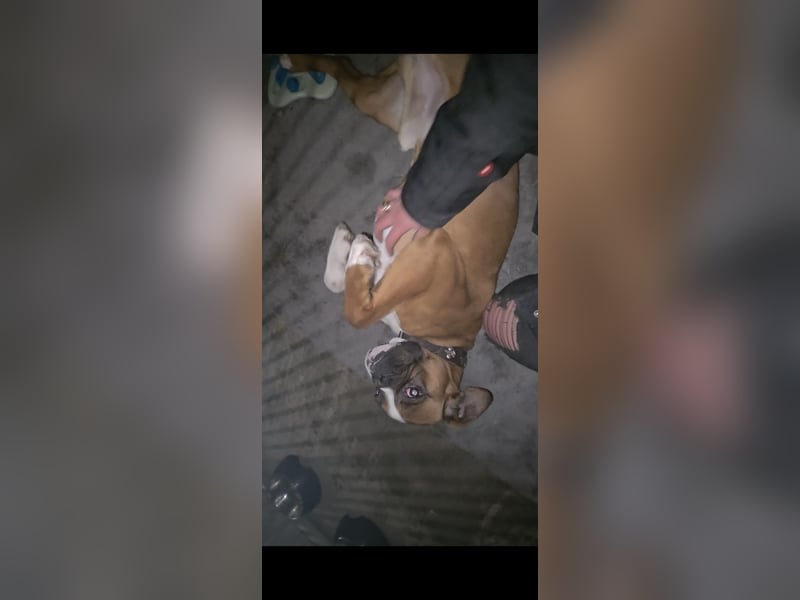 Boxer Liebhaber aufgepasst