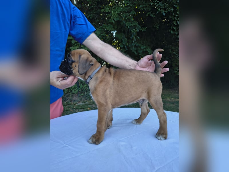 Deutsche Boxer Welpen
