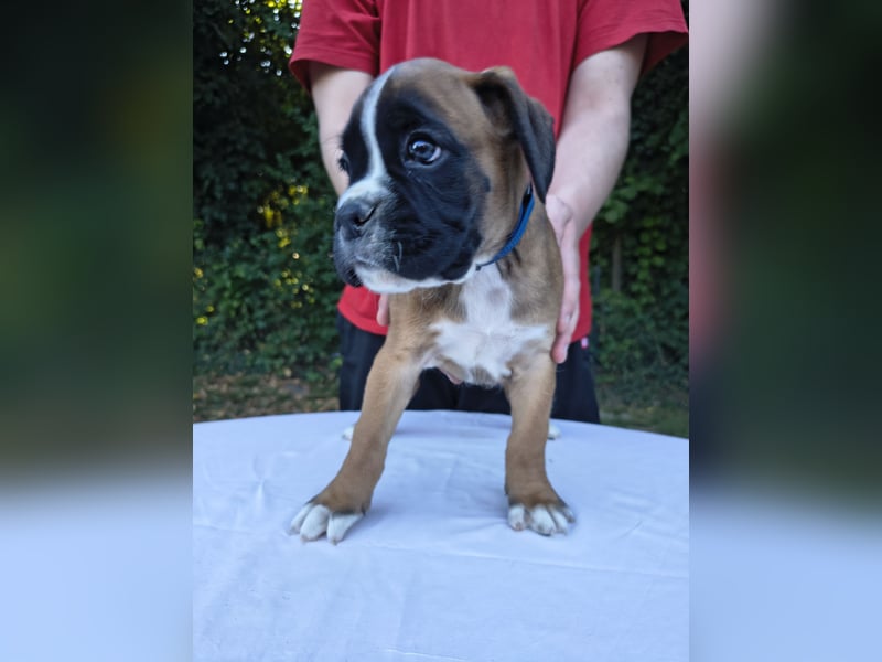Deutsche Boxer Welpen