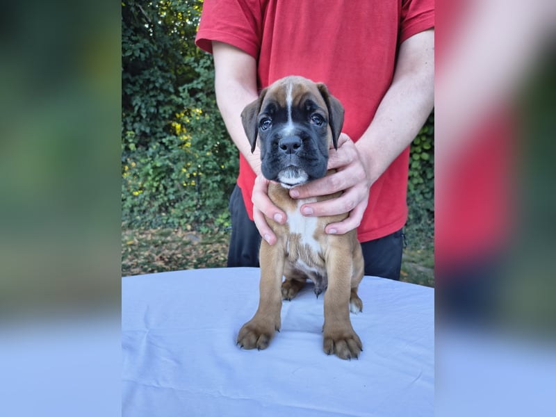 Deutsche Boxer Welpen