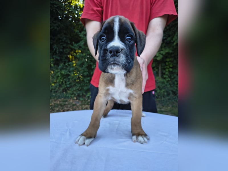 Deutsche Boxer Welpen