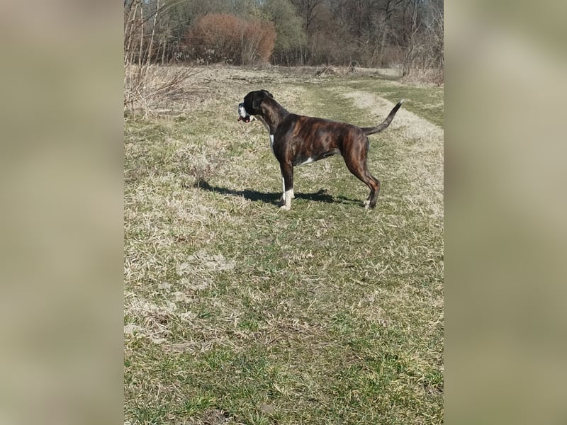 Deutsche Boxer Welpen