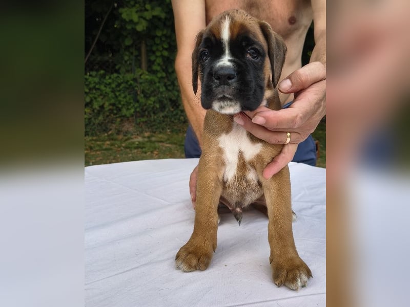Deutsche Boxer Welpen
