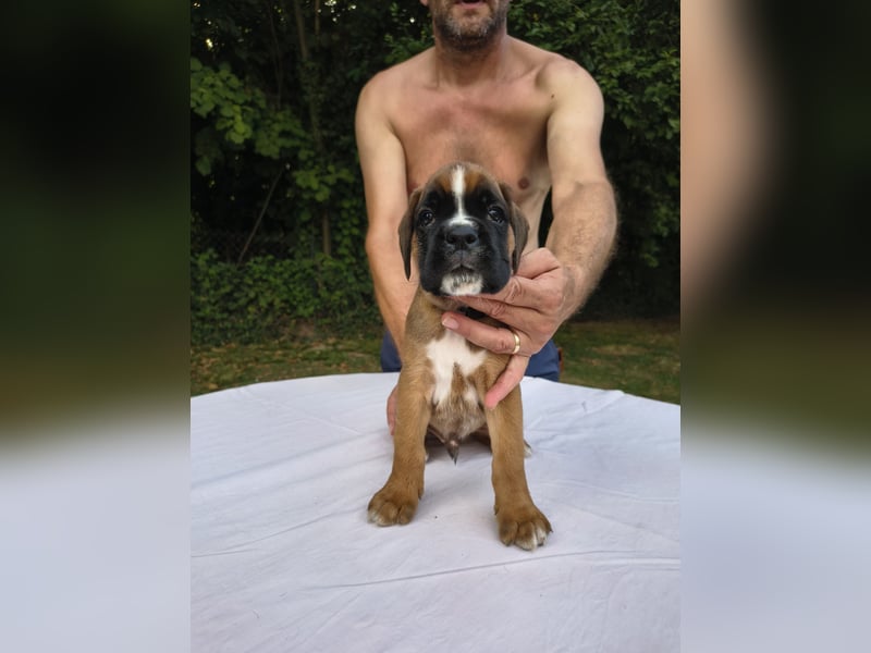 Deutsche Boxer Welpen