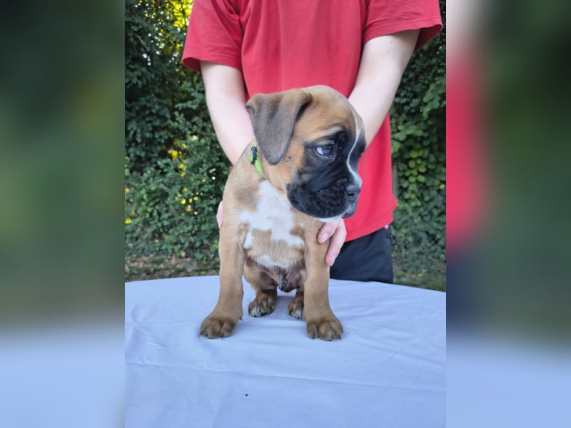 Deutsche Boxer Welpen