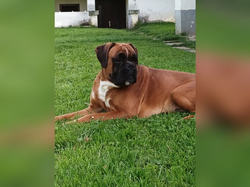 Deutsche Boxer Welpen