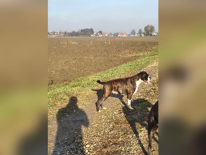 Deutsche Boxer Welpen