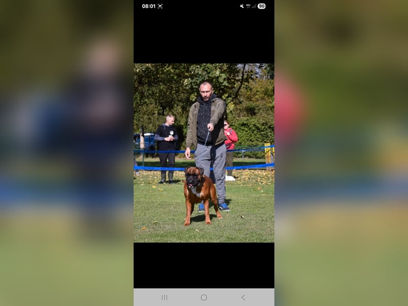 Deutsche Boxer Welpen