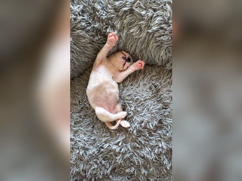 Welpe mit Papieren Verband BK München/VDH/FCI