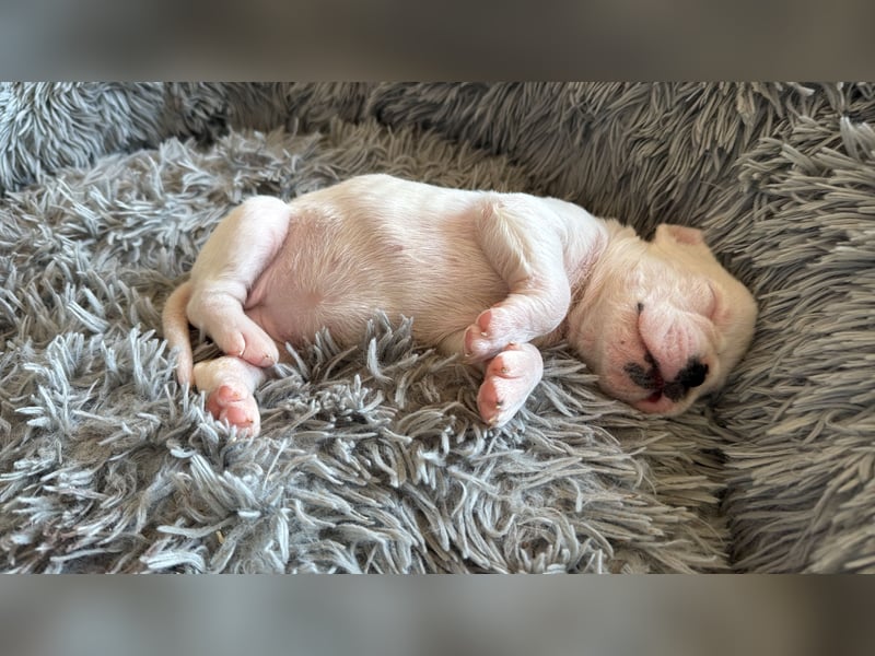 Welpe mit Papieren Verband BK München/VDH/FCI