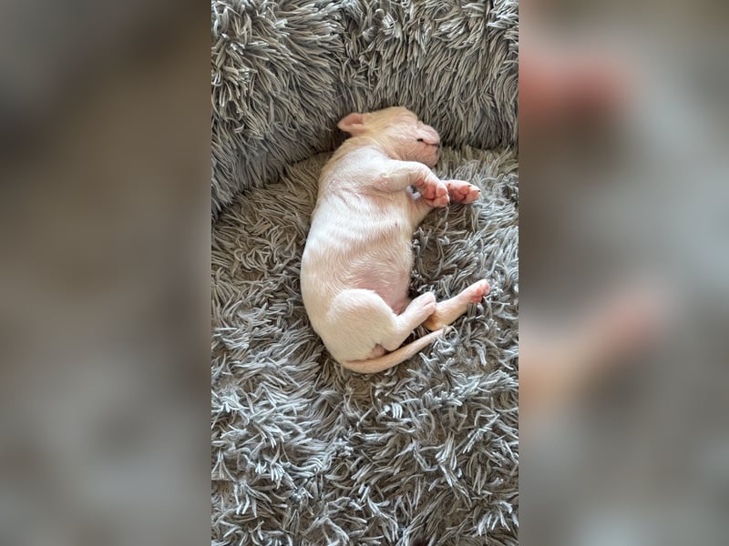 Welpe mit Papieren Verband BK München/VDH/FCI