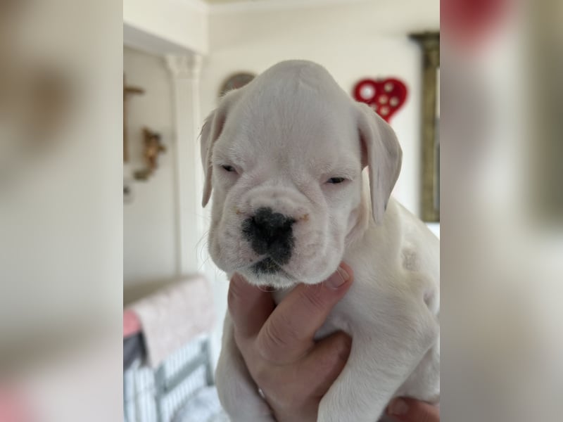 Welpe mit Papieren Verband BK München/VDH/FCI