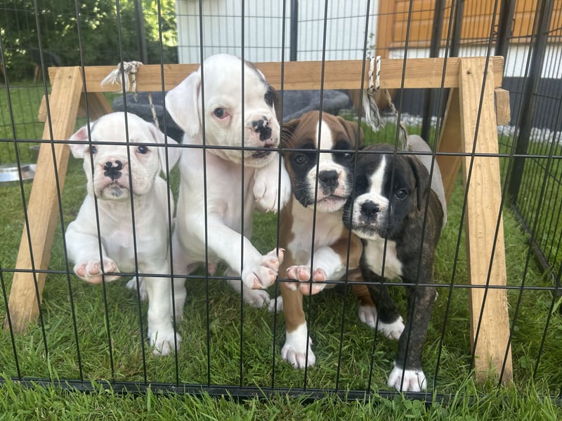 Boxer Welpen mit Papieren