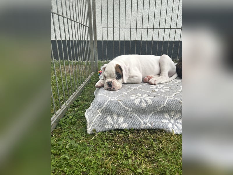 Boxer Welpen mit Papieren