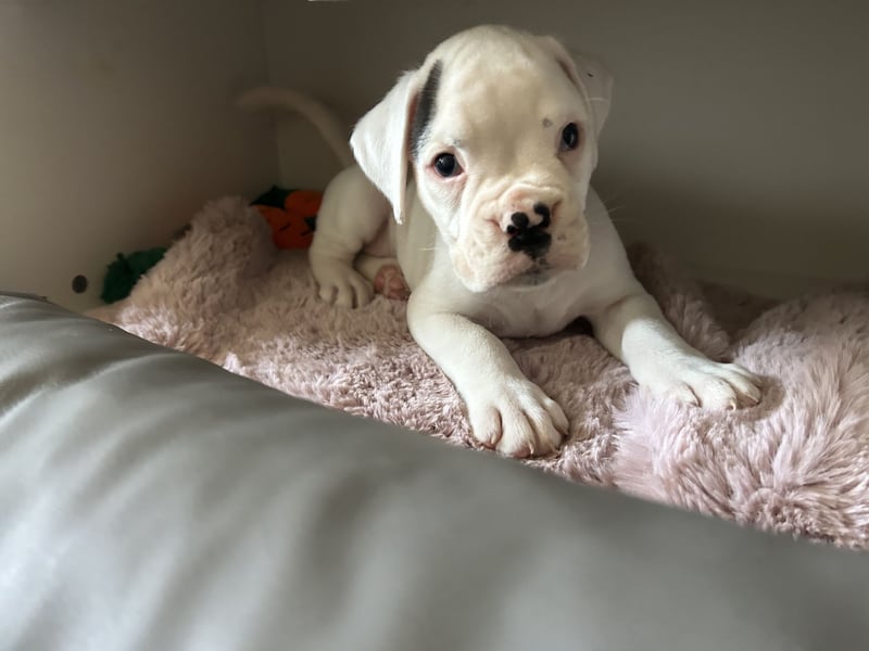 Boxer Welpen mit Papieren