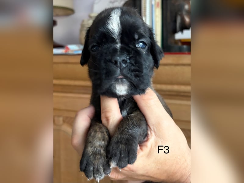 Wunderschöne, reinrassige Boxerwelpen zu verkaufen