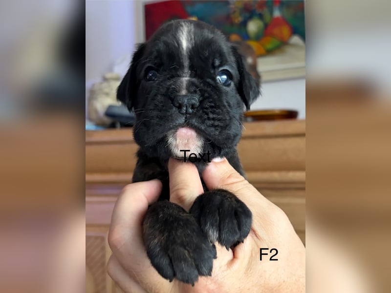 Wunderschöne, reinrassige Boxerwelpen zu verkaufen