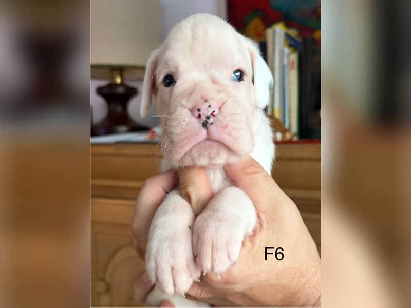 Wunderschöne, reinrassige Boxerwelpen zu verkaufen