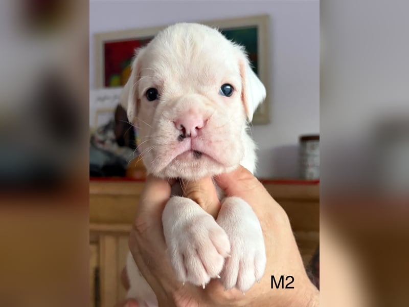 Wunderschöne, reinrassige Boxerwelpen zu verkaufen
