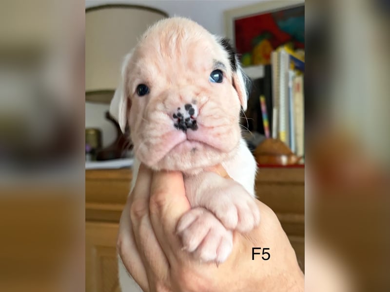 Wunderschöne, reinrassige Boxerwelpen zu verkaufen