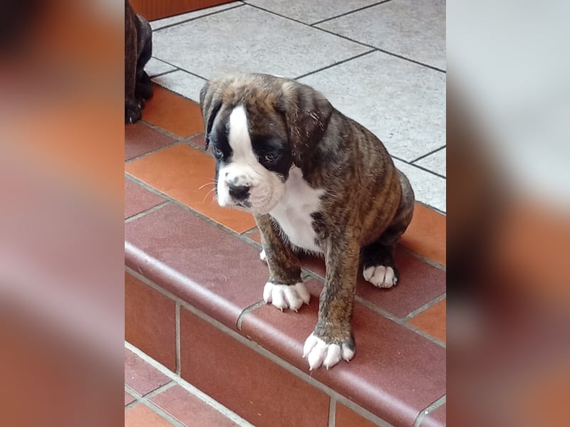 Boxerwelpe Rüde abzugeben