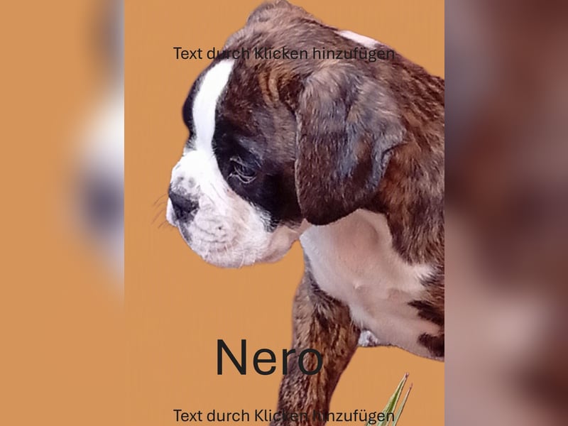 Boxerwelpe Rüde abzugeben
