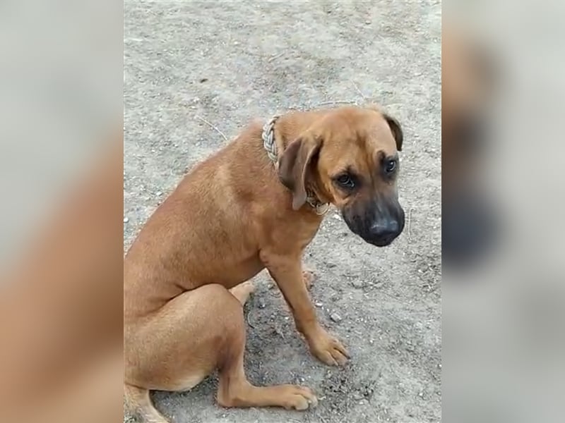 Smarte Junghündin Boxer Mix
