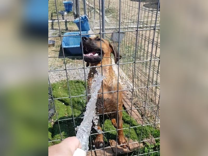 Smarte Junghündin Boxer Mix